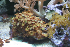 Killikus&reg; Fotographie